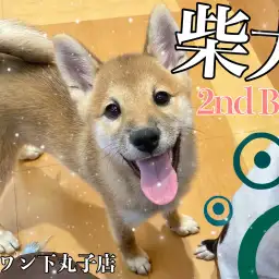 【 柴犬 】ワクチンが終わってプレイルームデビュー!2ndブログ!