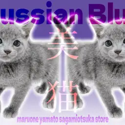 【 ロシアンブルー 】美しいアッシュブルーの被毛をまとったギャップにゃんこに注目