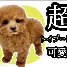 【 トイプードル 】過去最高レベルの激カワプーちゃんのフォトギャラリー公開