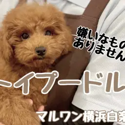 【 トイ・プードル 】遊びも人も大好きに!濃厚レッドガールの成長記録