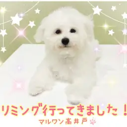 【 ビションフリーゼ 】トリミングでスッキリ!白いふわふわな毛の丸い頭が可愛い!