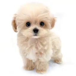 MIX（トイプードル×マルチーズ）