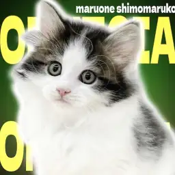 【 ノルウェージャン 】可愛く、カッコよく、無邪気な性格は猫界のモテすぎる伊達男