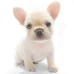 フレンチブルドッグ
