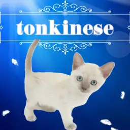 【 トンキニーズ 】レア度高め！奇跡のような美貌を持ったトンキニーズ