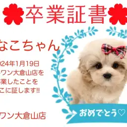 【 卒業証書 】きなこちゃん卒業おめでとう!!スタッフママより愛を込めて!