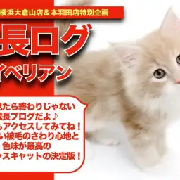 【サイサイの成長アルバム 】お茶の子さいさいサイベリアンちゃんの成長記!