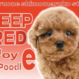 【 トイプードル 】愛され犬代表!毛量もバランスも最高レベルの逸材現る!