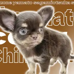 【 チワワ 】小さめサイズに可愛いお顔!ファンがたくさん人気のチョコタンカラー!