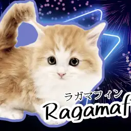 【 ラガマフィン 】お手入れ等各種トレーニング完了！超絶可愛いにゃんこのご紹介！