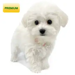 ビションフリーゼ