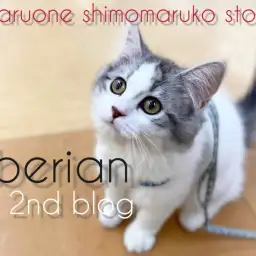 【 サイベリアン 】遊びもお手入れも大好き!美猫への道を歩む2ndブログ!