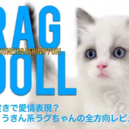 【 ラグドール 】頭突きで愛情表現?ひょうきん系ラグちゃんの全方向レビュー!