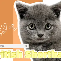 【 ブリテッシュショートヘア 】癒しを凝縮させたまんまるボディをご覧あれ!