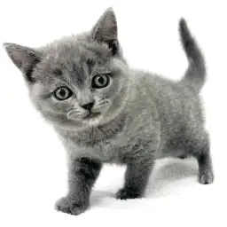 ブリティッシュショートヘア