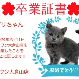 【卒業証書】ブリちゃん卒業おめでとう!!スタッフママより愛を込めて!