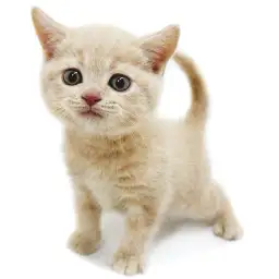 ブリティッシュショートヘア