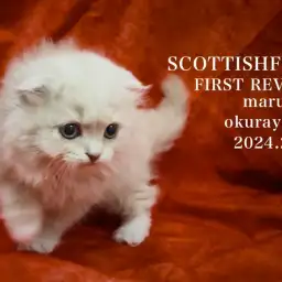 【 スコティッシュフォールド 】圧巻爆毛!クリームカラーのフクロウ系スコが登場!