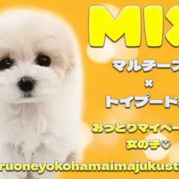 【 マルプー 】マルチーズとトイプードルのMIX犬!困り顔の温厚な女の子!