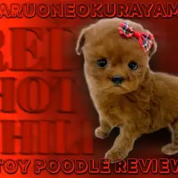 【 トイプードル 】超濃厚ディープレッドカラーとタレ目の愛されフェイス!