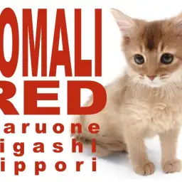 【 ソマリ 】朝陽のような赤い被毛からエネルギーをビンビン放つサンライズキャット