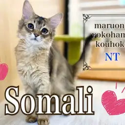 【 ソマリ 】生後3ヶ月！運動神経抜群の美猫に成長中！