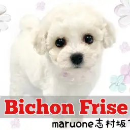 【 ビションフリーゼ 】愛されフェイスと極上の手触りの持ち主！ビーちゃんが登場！