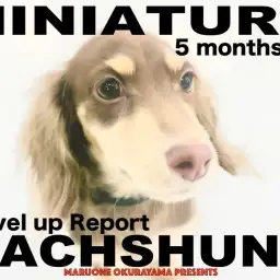 【 ダックス 】生後5ヶ月を迎えレベルアップしただっちゃんの2ndブログ!