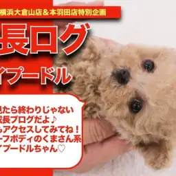 【 アプリちゃんの成長アルバム 】注目ポイント多し!!ド短足アプリちゃんの成長記!