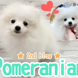 【 ポメラニアン 】換毛期なのに抜群の毛量！抜け毛予防のブラシも得意な白ポメ！