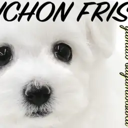 【 ビションフリーゼ 】漆黒の大きな瞳が特徴！抜け毛が少なく飼いやすいアフロ犬！