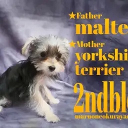 【 マルキー 】動く宝石×白い天使のマルキーちゃんの2ndブログ!