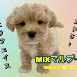 【 MIX 】おっとりフェイス！フレンドリーな性格のマルプ―ちゃん！