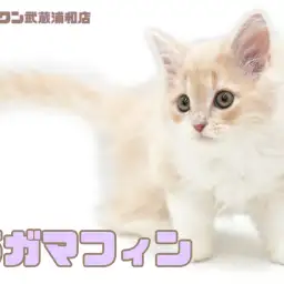 【 ラガマフィン 】癒しのクリームカラーが可愛い甘えん坊な女の子！