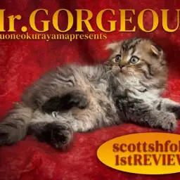 【 スコティッシュフォールド 】ゴージャスとエレガントのダブルインパクトボーイ!