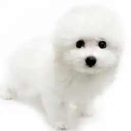 ビションフリーゼ