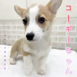 【 ウェルシュコーギーペンブローク 】本日のコーギーちゃん！シャンプーしたよ！