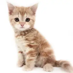 アメリカンショートヘア