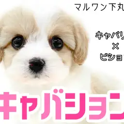 【 MIX 】大人気キャバションがやってきた！唯一無二の極上フォルムに大注目！