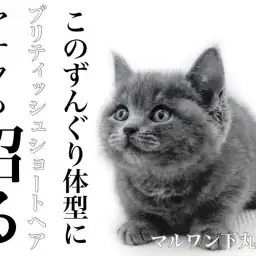 【 ブリティッシュショートヘア 】密に生えた豊富な被毛で、丸みを極めた沼る猫。