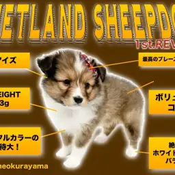 【 シェルティ 】ゴージャス&エレガント!美しくも穏やかな名犬登場!