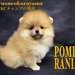 【 ポメラニアン 】爆毛!鮮やかオレンジ!良遺伝子!スーパーポメ登場!!