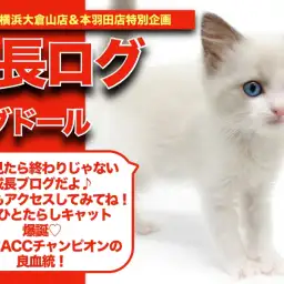 【 ラグちゃんの成長アルバム 】天然人たらしキャット!ラグちゃんの成長記!