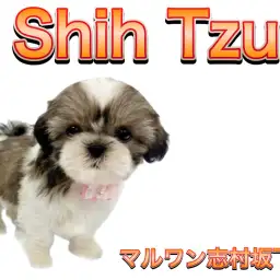 【 シーズー 】最高級の癒しをお届けします!シーズーの女の子をご紹介