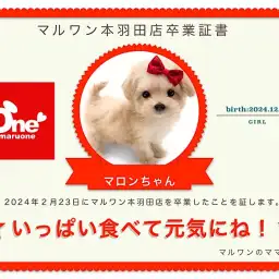 【卒業記念】マロンちゃん卒業おめでとう！スタッフママよりお祝いの言葉〜卒業ブログ〜