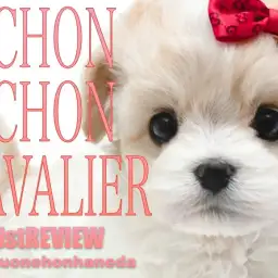 【 MIX 】ゲキカワ大人気！ビション＆キャバリア系MIXのビビキャバちゃん登場！