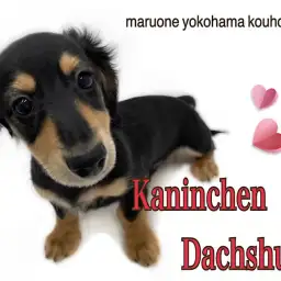 【 カニンヘンダックスフント 】NT店のへそ天王子の生後3ヶ月の今