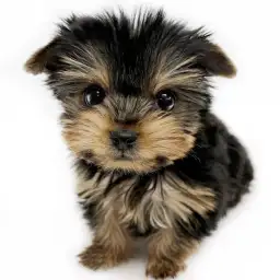 ヨークシャーテリア