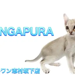 【 シンガプーラ 】猫界の妖精!世界最小の甘えん坊な男の子をご紹介!