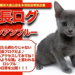 【 ロシちゃんの成長アルバム 】銀色に輝く美しく滑らかな被毛のロシちゃんの成長記!